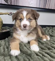 Silas , a male Australian Shepherd for sale in Bargersville, IN – 2 of 5