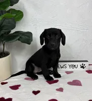 Lola, a female Miniature Dachshund for sale in Bargersville, IN – Photo 6 of 6