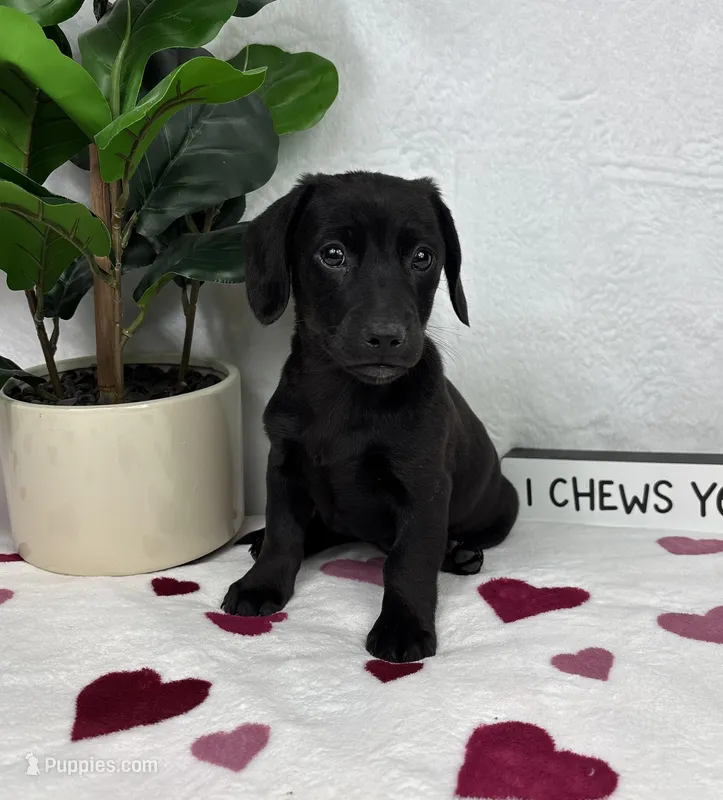 Lola, a female Miniature Dachshund for sale in Bargersville, IN – Photo 1 of 6