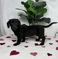 Lola, a female Miniature Dachshund for sale in Bargersville, IN – Photo 2 of 6