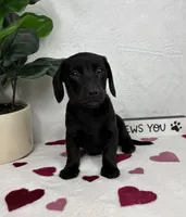 Lola, a female Miniature Dachshund for sale in Bargersville, IN – Photo 5 of 6