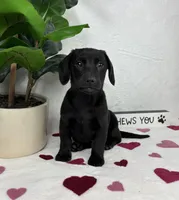 Lola, a female Miniature Dachshund for sale in Bargersville, IN – Photo 3 of 6