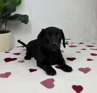 Lola, a female Miniature Dachshund for sale in Bargersville, IN – Photo 4 of 6