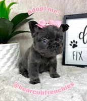Full fluffy blue female , a female French Bulldog for sale in Bargersville, IN – Photo 6 of 6