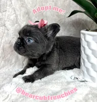 Full fluffy blue female , a female French Bulldog for sale in Bargersville, IN – Photo 2 of 6