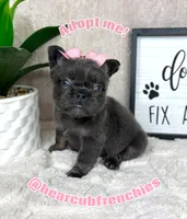 Full fluffy blue female , a female French Bulldog for sale in Bargersville, IN – Photo 3 of 6
