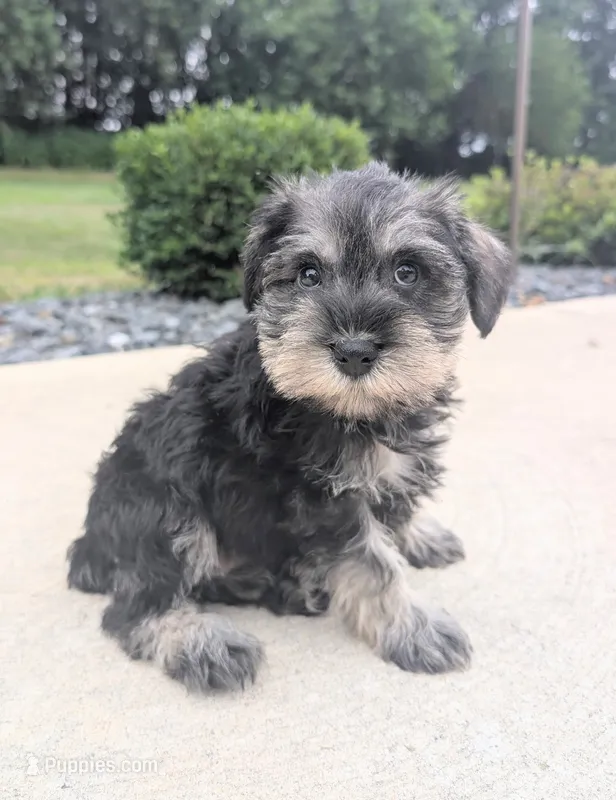 Susie – Miniature Schnauzer puppy for sale in Bargersville, IN