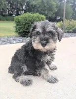 Susie, a female Miniature Schnauzer for sale in Bargersville, IN – 1 of 5