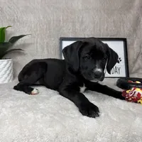 Belle , a male Boxer for sale in Bargersville, IN – Photo 6 of 7