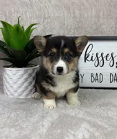 Parker AKC, a male Pembroke Welsh Corgi for sale in Bargersville, IN – Photo 3 of 5