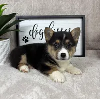 Parker AKC, a male Pembroke Welsh Corgi for sale in Bargersville, IN – Photo 4 of 5
