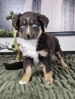 Scooter, a male Australian Shepherd for sale in Bargersville, IN – 5 of 5