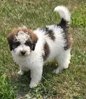 Louie, a male Miniature Labradoodle for sale in Bargersville, IN – 3 of 5