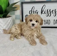 Connor, a male Cavapoo for sale in Bargersville, IN – Photo 5 of 5