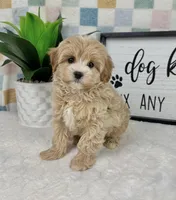 Connor, a male Cavapoo for sale in Bargersville, IN – Photo 4 of 5