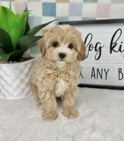 Connor, a male Cavapoo for sale in Bargersville, IN – Photo 1 of 5