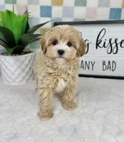 Connor, a male Cavapoo for sale in Bargersville, IN – Photo 2 of 5