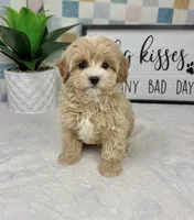 Connor, a male Cavapoo for sale in Bargersville, IN – Photo 3 of 5