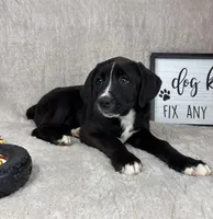 Silas , a male Boxer and Labrador Retriever for sale in Bargersville, IN – Photo 4 of 7