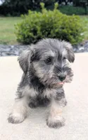 Molly, a female Miniature Schnauzer for sale in Bargersville, IN – 4 of 4