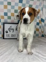 Ranger, a male Australian Cattle Dog for sale in Bargersville, IN – Photo 4 of 5