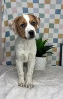 Ranger, a male Australian Cattle Dog for sale in Bargersville, IN – Photo 3 of 5