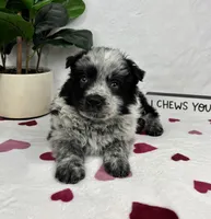Maxwell, a male Australian Cattle Dog and Miniature American Shepherd for sale in Bargersville, IN – Photo 2 of 5
