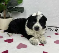 Millie, a female Australian Cattle Dog and Miniature American Shepherd for sale in Bargersville, IN – Photo 5 of 5