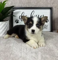 Prince AKC, a male Pembroke Welsh Corgi for sale in Bargersville, IN – Photo 3 of 5