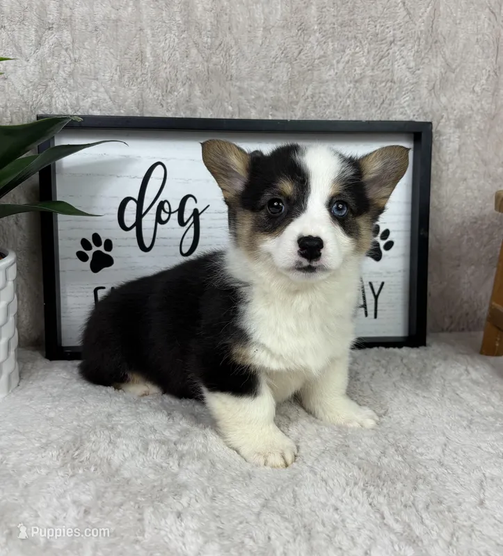 Prince AKC – Pembroke Welsh Corgi puppy for sale in Bargersville, IN