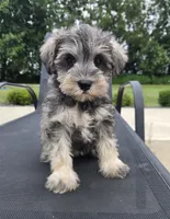 Shelby, a female Miniature Schnauzer for sale in Bargersville, IN – 1 of 6
