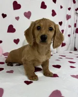 Dolly AKC , a female Miniature Dachshund for sale in Bargersville, IN – Photo 6 of 6
