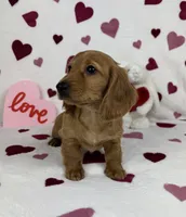 Dolly AKC , a female Miniature Dachshund for sale in Bargersville, IN – Photo 5 of 6