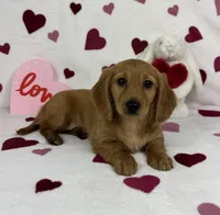 Dolly AKC , a female Miniature Dachshund for sale in Bargersville, IN – Photo 1 of 6