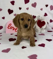 Dolly AKC , a female Miniature Dachshund for sale in Bargersville, IN – Photo 4 of 6