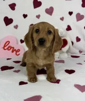 Dolly AKC , a female Miniature Dachshund for sale in Bargersville, IN – Photo 2 of 6