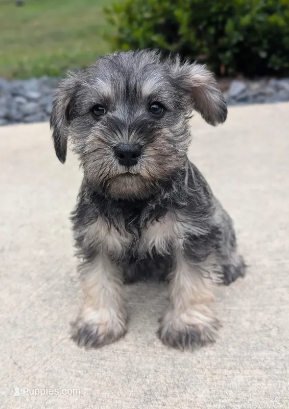 Molly – Miniature Schnauzer puppy for sale in Bargersville, IN