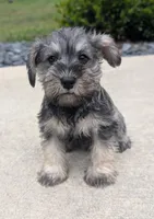 Molly, a female Miniature Schnauzer for sale in Bargersville, IN – 1 of 4