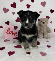 Charlie , a male German Shepherd Dog and Miniature Australian Shepherd for sale in Bargersville, IN – Photo 4 of 5