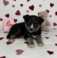 Charlie , a male German Shepherd Dog and Miniature Australian Shepherd for sale in Bargersville, IN – Photo 3 of 5