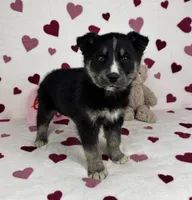 Charlie , a male German Shepherd Dog and Miniature Australian Shepherd for sale in Bargersville, IN – Photo 2 of 5
