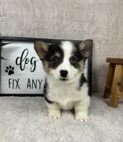Prince AKC, a male Pembroke Welsh Corgi for sale in Bargersville, IN – Photo 1 of 5