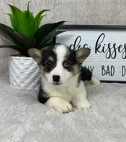 Prince AKC, a male Pembroke Welsh Corgi for sale in Bargersville, IN – Photo 4 of 5