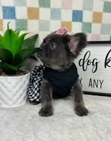 Full fluffy blue female AKC, a female French Bulldog for sale in Bargersville, IN – Photo 4 of 5