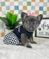 Full fluffy blue female AKC, a female French Bulldog for sale in Bargersville, IN – Photo 2 of 5
