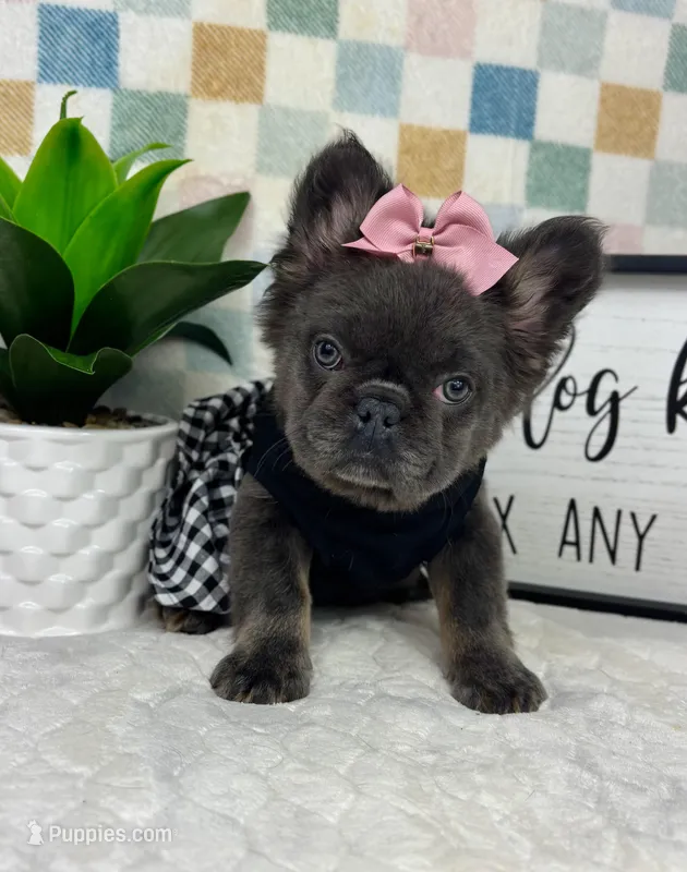 Full fluffy blue female AKC – French Bulldog puppy for sale in Bargersville, IN