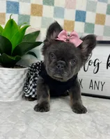 Full fluffy blue female AKC, a female French Bulldog for sale in Bargersville, IN – Photo 1 of 5