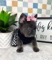 Full fluffy blue female AKC, a female French Bulldog for sale in Bargersville, IN – Photo 3 of 5