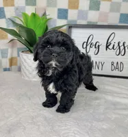 Callen, a male Cavapoo for sale in Bargersville, IN – Photo 3 of 5