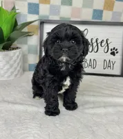 Callen, a male Cavapoo for sale in Bargersville, IN – Photo 5 of 5